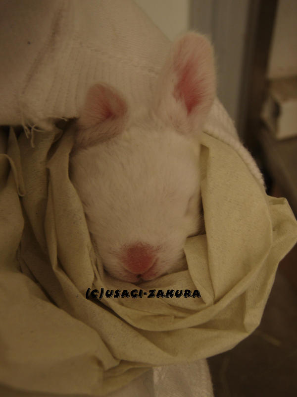 Bunny_in_my_Pocket_by_Usagi_Zakura.jpg