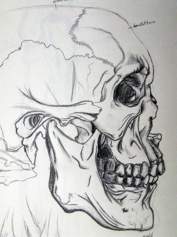 skeletal_studies_pg1_skull_by_elderyouth.jpg